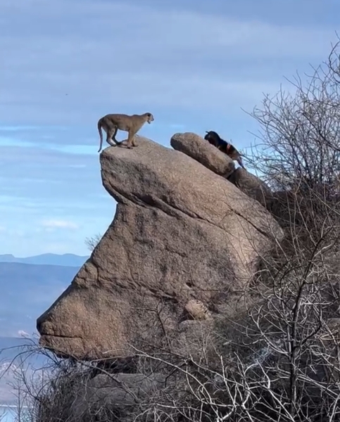 AZ Guided or Outfitted Mountain Lion Hunt