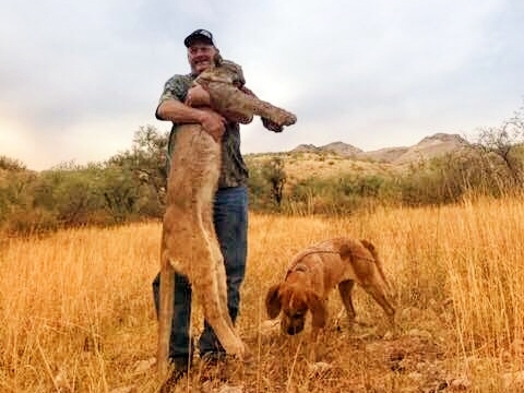 Arizona Mountain Lion Hunting Guide - AZ Cougar Hunting Outfitters