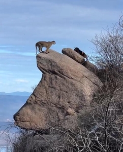 Mountain Lion
