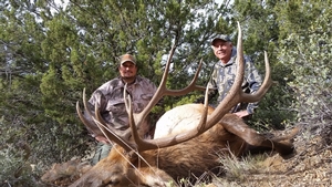 Bull Elk